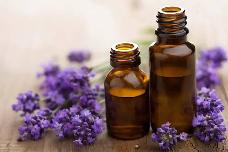 Bottles of lavender essential oils