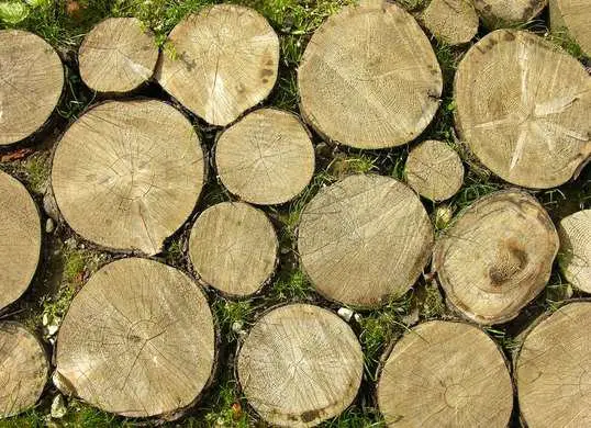 Here, crosscut logs are placed side by side to create a walkable work of art. This thrifty DIY becomes even more affordable when you use storm-damaged tree branches.