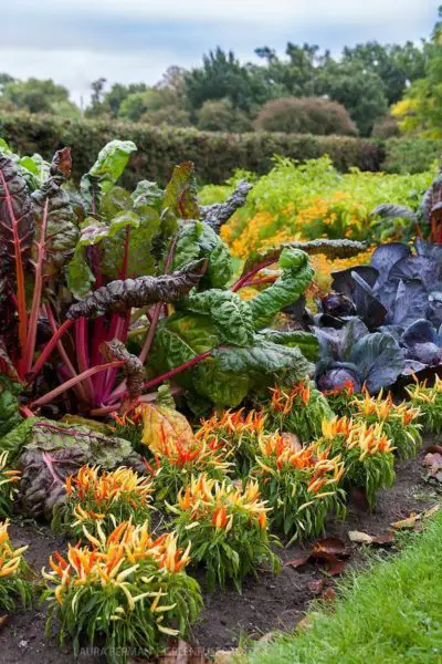 A garden that feels like art: how to make your garden aesthetic